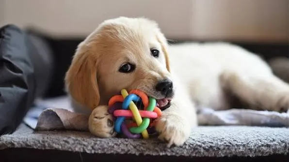 A golden retriever puppy chewing on a colorful rubber chew toy.