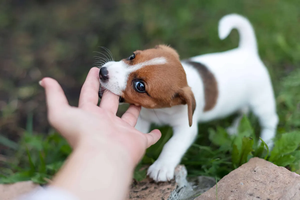 A Jack Russell puppy gently play-mouthing a person's fingers outdoors.