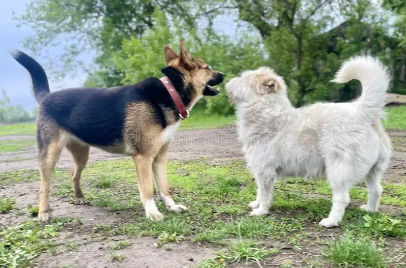 Two dogs greeting and sniffing each other, one licking its lips.