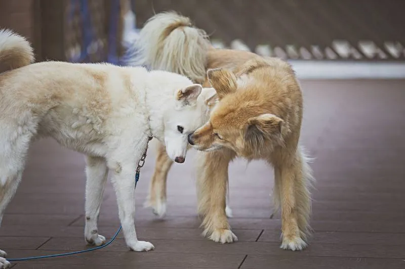Two dogs nuzzling and grooming each other outdoors.
