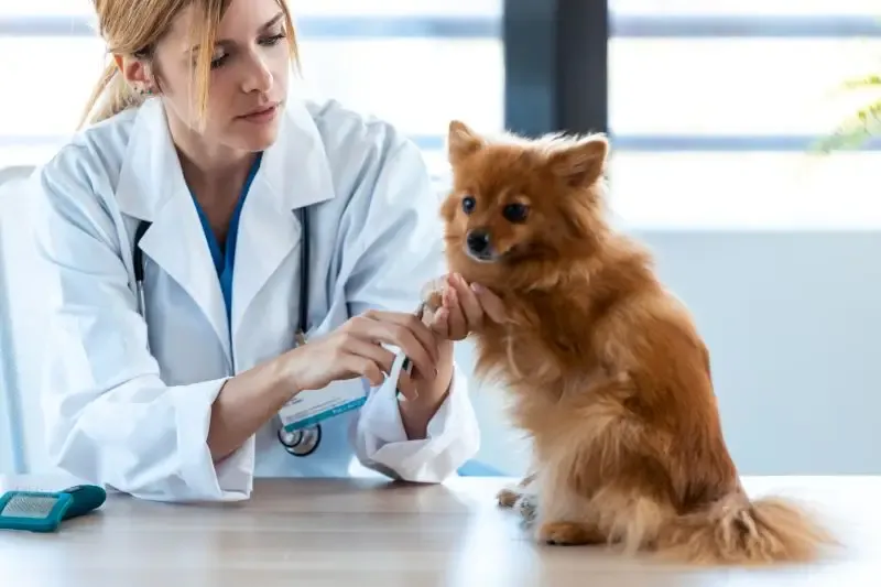A veterinarian gently examining the front paw of a small Pomeranian on an exam table.