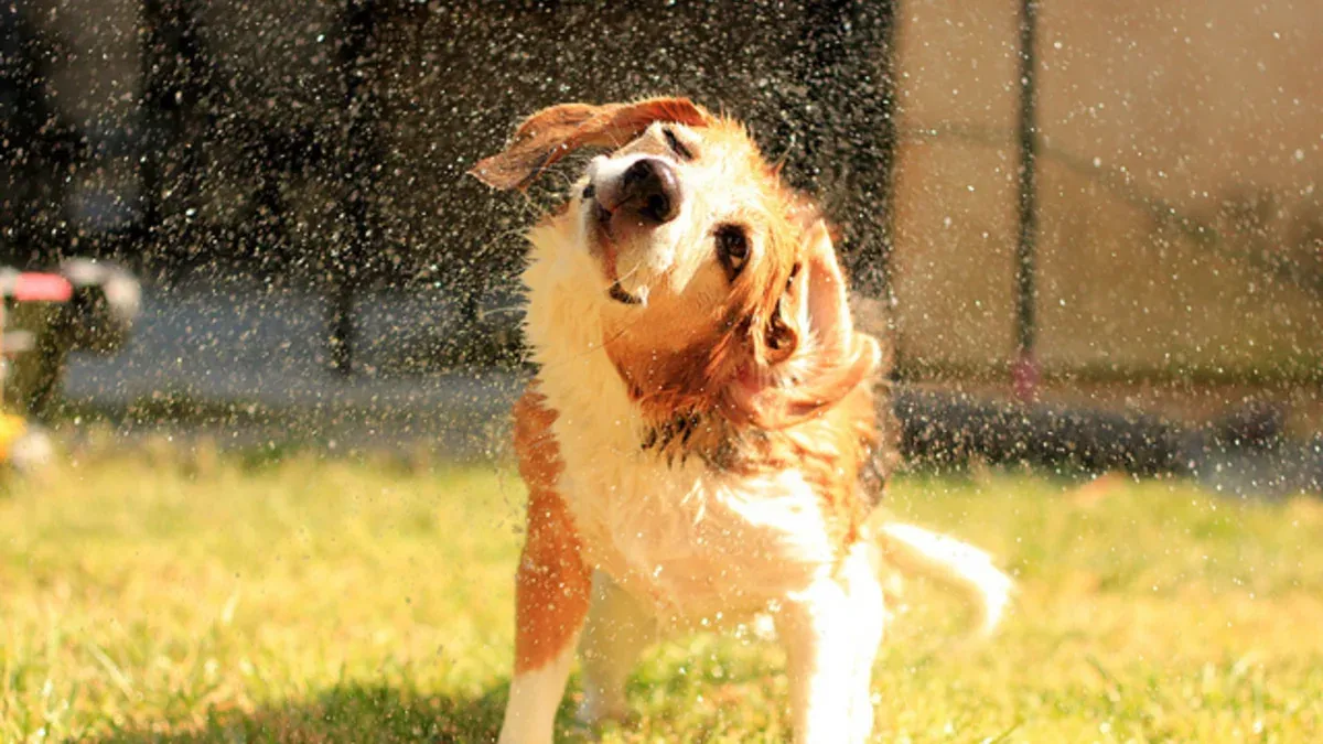 A wet dog shaking water off its coat outdoors after a bath.