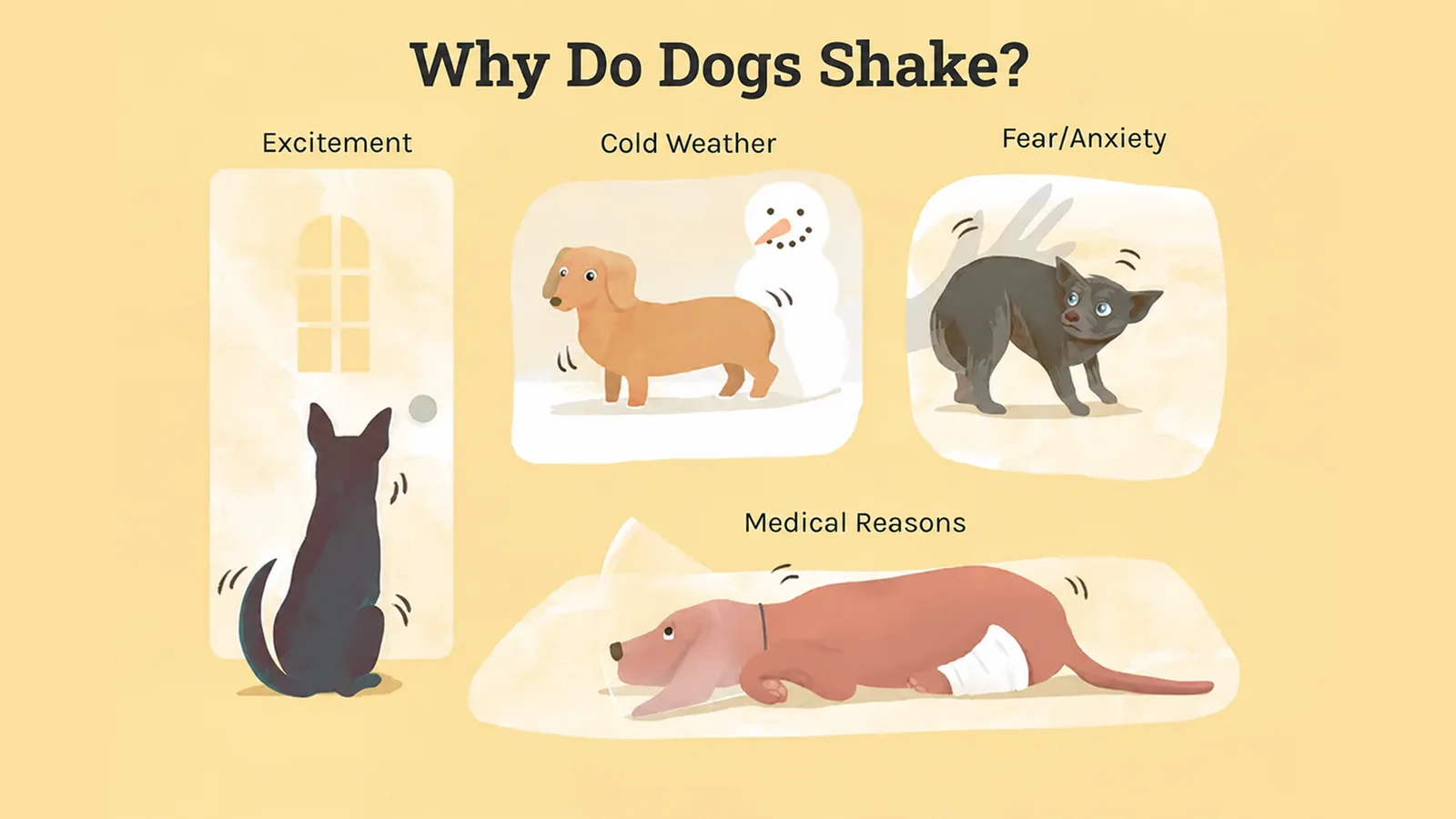 Why Is My Dog Shaking? 11 Causes and When to Worry