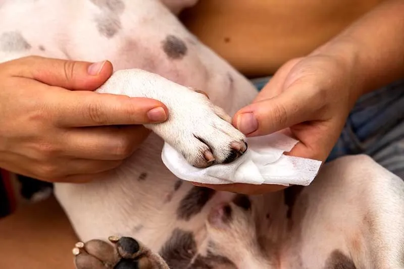 A person wiping a dog's front paw clean with a cloth after a walk.